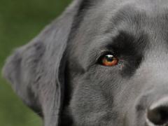 Hunde für gehörlose und schwerhörige