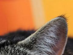 Hören im Tierreich: Wie Katzen,