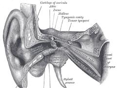 Schwerhörigkeit erkennen – Symptome für