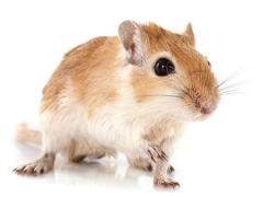 Lichtimpulse heilen das Gehör von