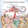 Fliegen und Ohrenschmerzen: Ursachen, Vorbeugung