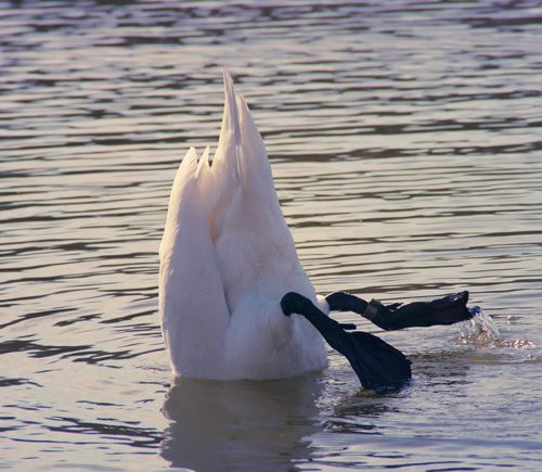 Hörgeräte verloren