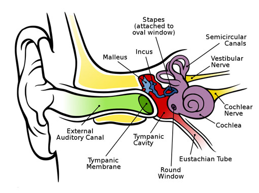 Hörminderung und Schwerhörigkeit