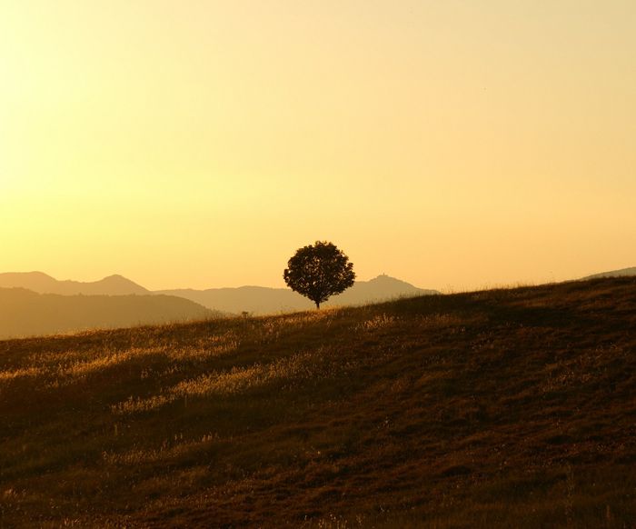 Ruhe Entspannung Baum