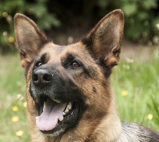 Deutscher Schäferhund