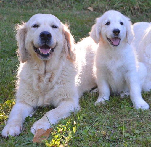 Golden Retriever Gehörlosenhunde